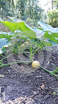 Groth of pumpkin