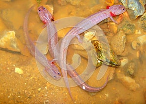 Grotto Salamander, Eurycea spelaea