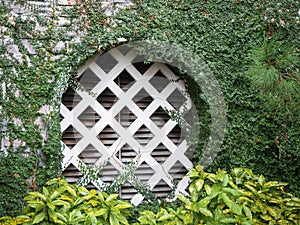 A grotto with a white lattice in a stone wall overgrown with green ivy and with an aucuba plant in the foreground