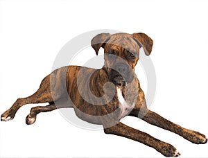 Grouchy dog with clipping path
