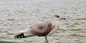 Grouchy Gull