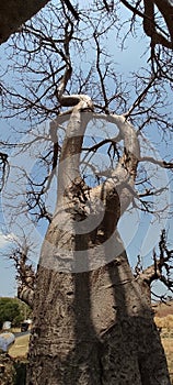 A Groudview of Baobab Tree, Mandav