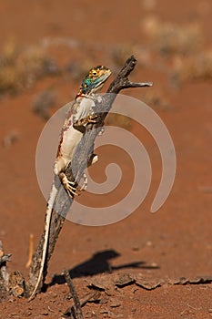 Ground Agama