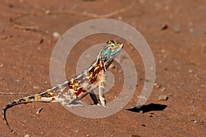 Ground Agama