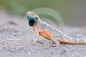 Ground agama