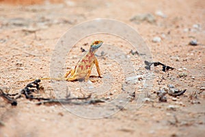 The ground agama Agama aculeata in the african desert