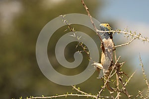 The ground agama Agama aculeata sitting on the branch in Kalahari desert