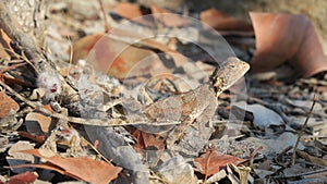 Ground agama camouflaged between twigs and leaves