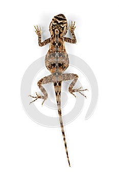 Ground agama