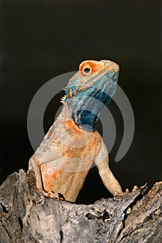 Ground agama, South Africa