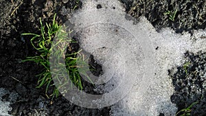 Ground appears from under the snow in the early spring