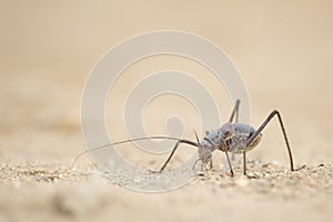 A Ground Armour plated cricket. Close up.