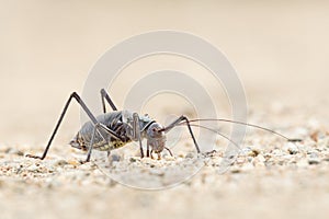 A Ground Armour plated cricket. Close up. Macro shot.