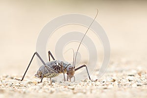 A Ground Armour plated cricket. Close up. Macro shot. Detailed image.