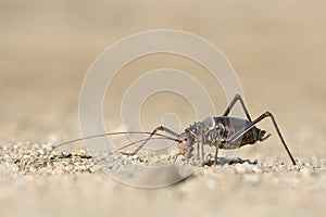 A Ground Armour plated cricket. Close up. Macro shot. Detailed image. found in Southern Namibia. Unique looking specimen.