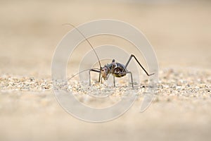 A Ground Armour plated cricket. Close up. Macro shot. Detailed image. found in Southern Namibia, Zimbabwe, South Africa, Angola &