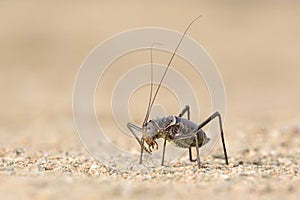 A Ground Armour plated cricket. Close up. Macro shot. Detailed image. found in Southern Namibia, Zimbabwe, South Africa, Swaziland
