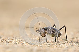 A Ground Armour plated cricket. Close up. Macro shot. Detailed image. found in Southern Namibia, Zimbabwe, South Africa, Swaziland