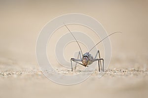 A Ground Armour plated cricket. Close up. Macro shot. Detailed image. found in Southern Namibia, Zimbabwe, South Africa, Swaziland