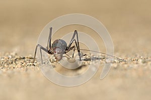 A Ground Armour plated cricket. Close up. Macro shot. Detailed image. found in Southern Namibia, Zimbabwe, South Africa. Unique lo