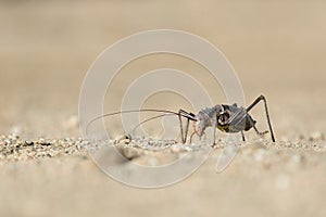 A Ground Armour plated cricket. Close up. Macro shot. Detailed image. Southern Namibia.