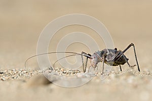 A Ground Armour plated cricket. Close up. Macro shot. Detailed image. Southern Namibia. Unique looking specimen.