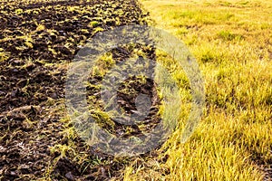Ground background with weed grass in a plowed field