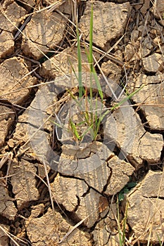 The ground of the barren rice could not perform because of the planting.