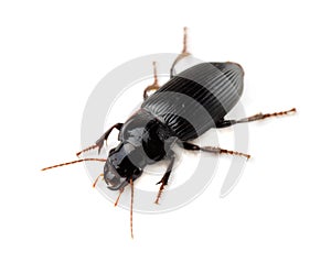Ground beetle photo