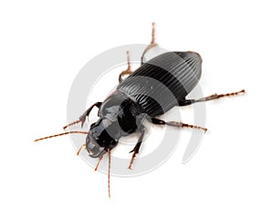 Ground beetle