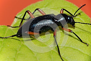 Ground beetle