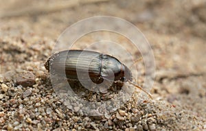 Ground beetle, Amara bifrons on sand photo