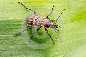 Ground beetle on a bright green leaf