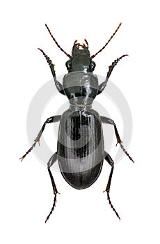 Ground beetle Broscus cephalotes