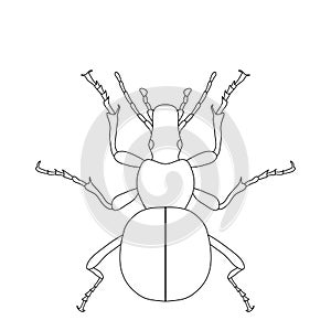 Ground beetle bug. Carabidae.