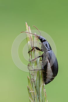 A ground beetle - Calathus fuscipes