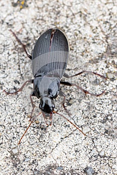 A ground beetle - Calathus fuscipes