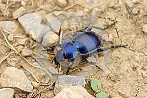 The ground beetle Calosoma kuschakewitschi