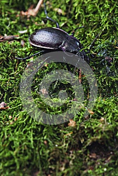 Ground beetle, carabus