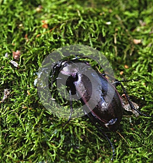 Ground beetle, carabus