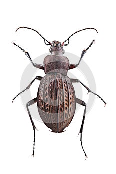 Ground beetle Carabus cancellatus isolated on white