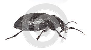 Ground beetle (Carabus coriaceus)