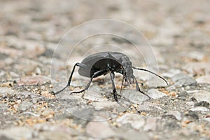 Ground beetle - Carabus coriaceus