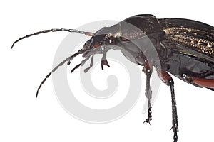 Ground beetle (Carabus granulatus)