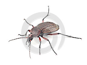 Ground beetle (Carabus granulatus) isolated on white