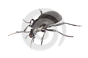 Ground beetle (Carabus hortensis)