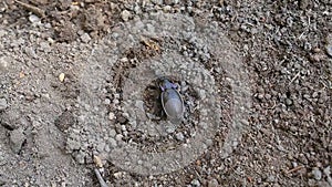 Ground beetle /Carabus hortensis/ climbs the ground slope