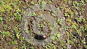 Ground beetle Carabus hortensis runs on the ground against the background of small green sprouts