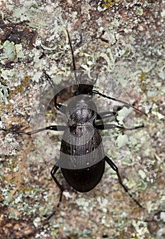 Ground beetle, carabus hortensis on wood