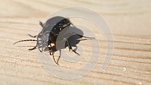 Ground beetle Carabus hortensis is on a wooden board